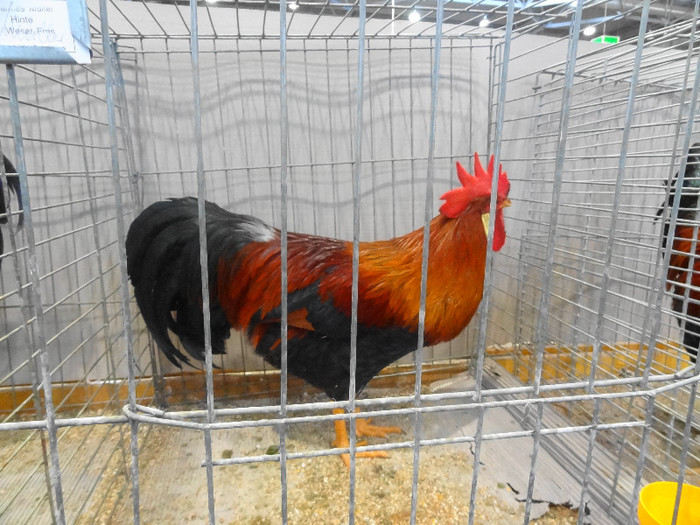 DSC05881 - EUROPASCHAU LEIPZIG 2012