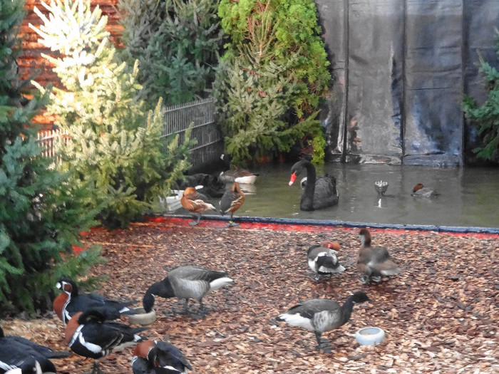 DSC05885 - EUROPASCHAU LEIPZIG 2012