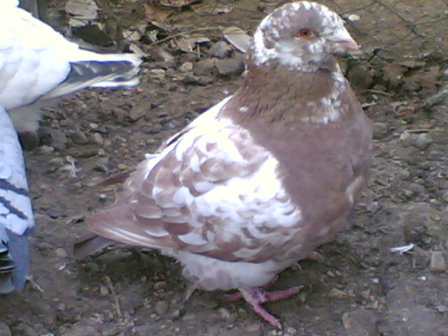 LEOPARDU.(1567) - Porumbei vanduti