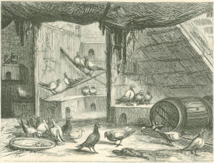 Interior of a carrier pigeon loft