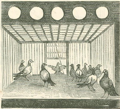 Interior of pigeon trap