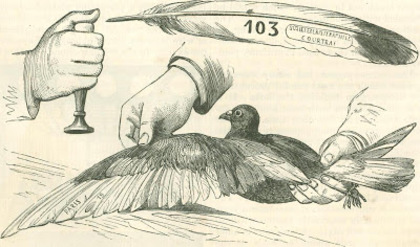 Stamping the pigeons wings - ISTORIA Porumbeilor de Concurs