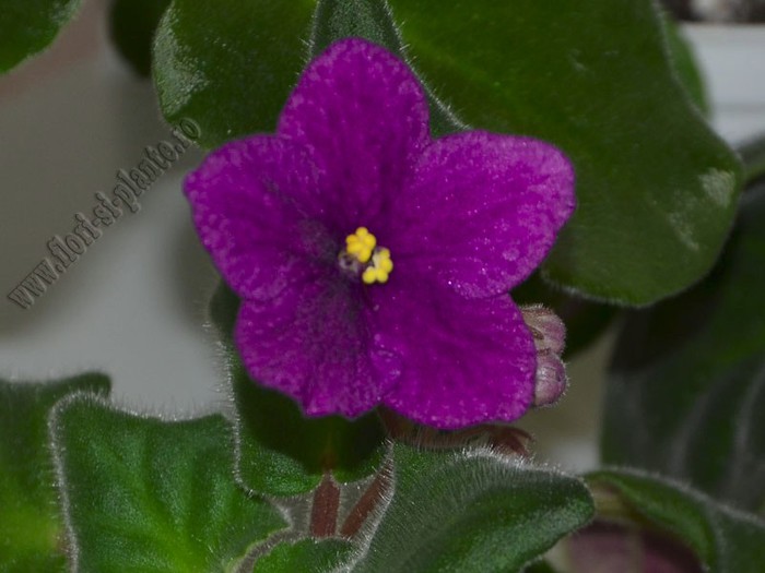 Saintpaulia Phobos - VIOLETE AFRICANE  - Saintpaulia