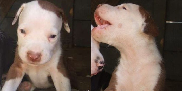 eu mic mic mic - amstaff 2