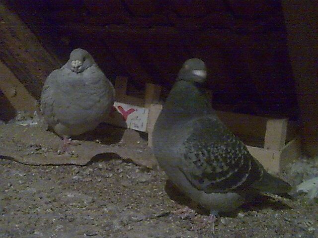 PERECHE - 5-AMERICAN SHOW RACER