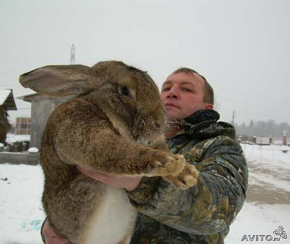 daca e asa mare e o problema - 4atentie cind cumparati iepuri