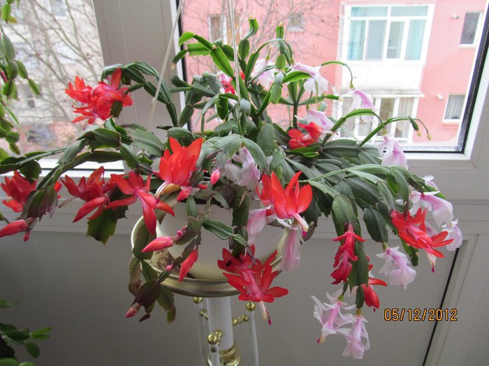 IMG_0366 - 14_Schlumbergera