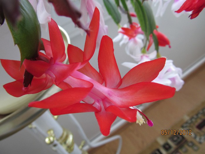 IMG_0367 - 14_Schlumbergera