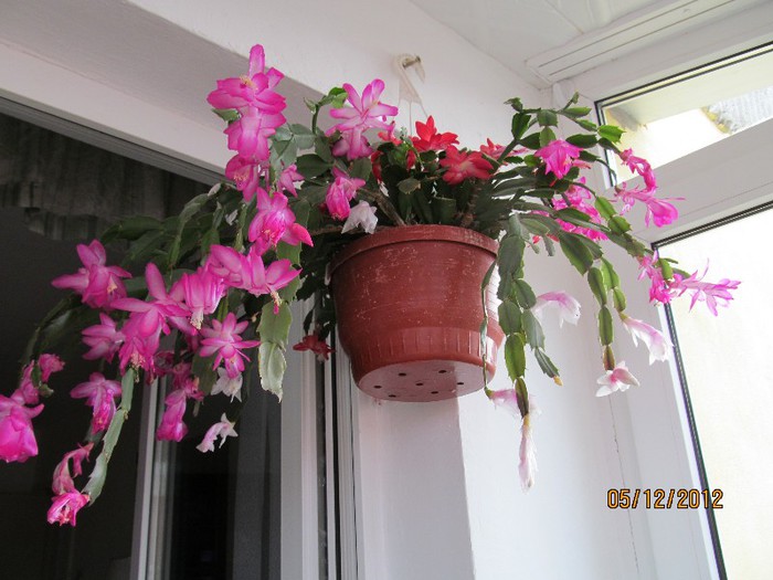 IMG_0372 - 14_Schlumbergera