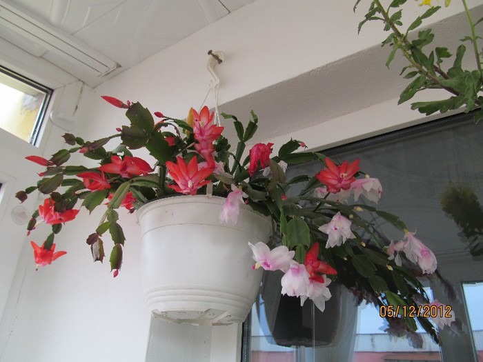 IMG_0373 - 14_Schlumbergera