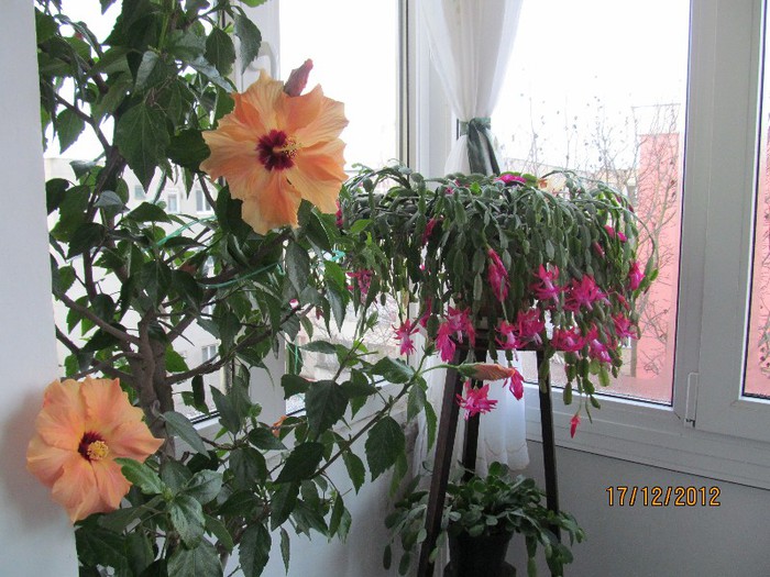 IMG_0432 - 14_Schlumbergera