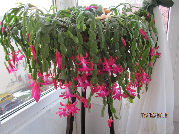 IMG_0433 - 14_Schlumbergera