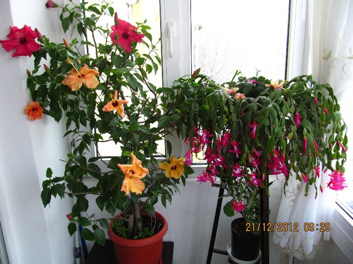 IMG_0551 - 14_Schlumbergera