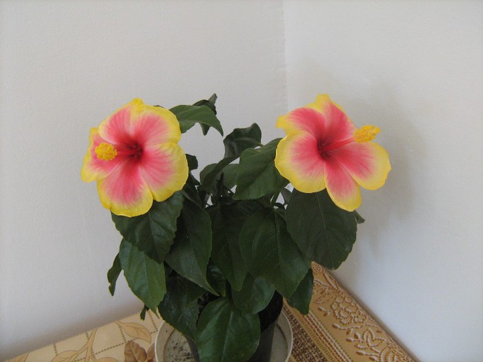 IMG_3801 - 15_Hibiscus