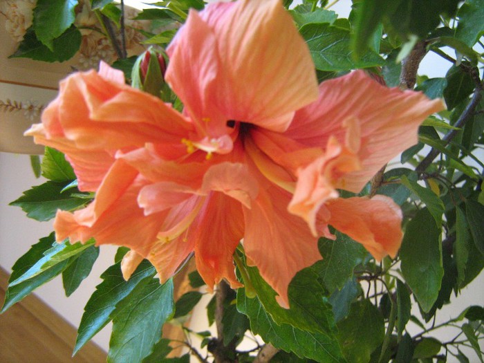 IMG_3769 - 15_Hibiscus