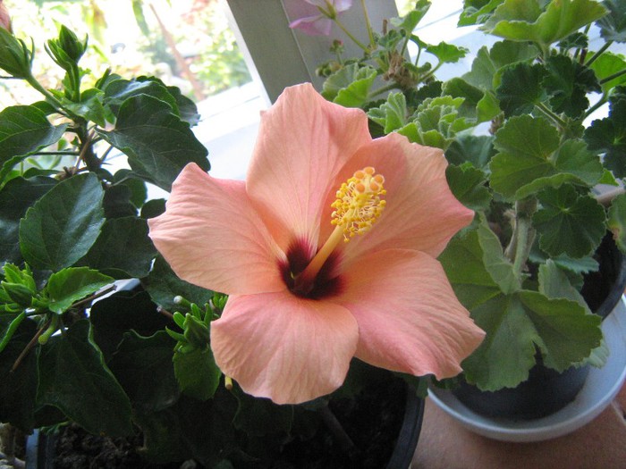 IMG_3917 - 15_Hibiscus