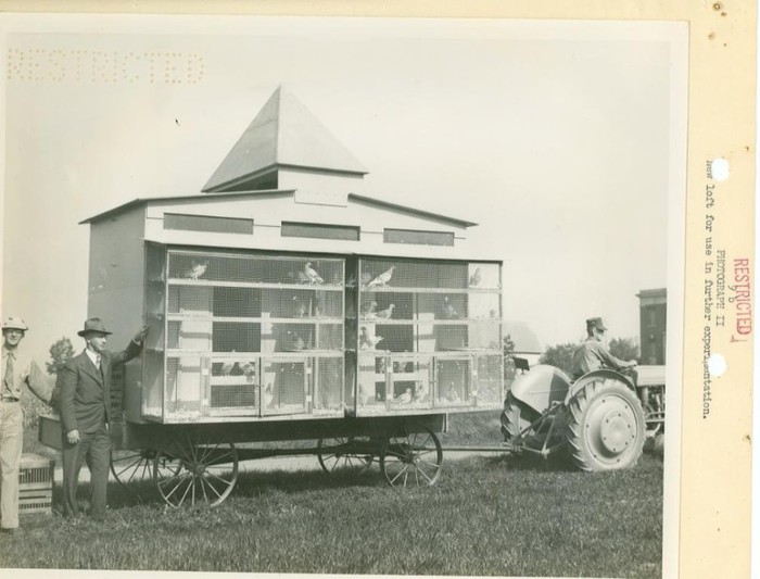 Pigeon Loft 2