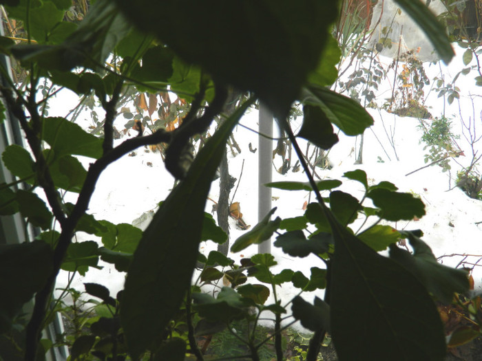 DSCN3667 - DECEMBRIE 2012