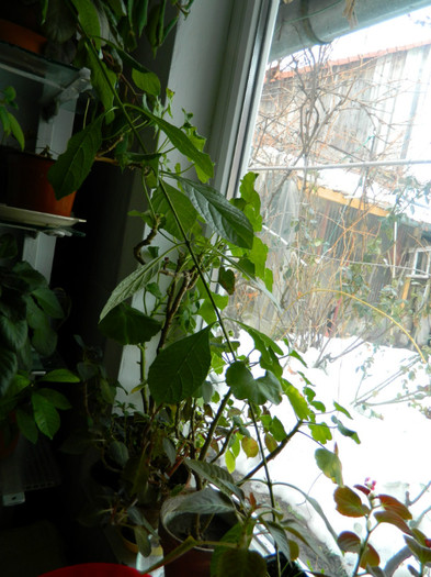 DSCN3670 - DECEMBRIE 2012