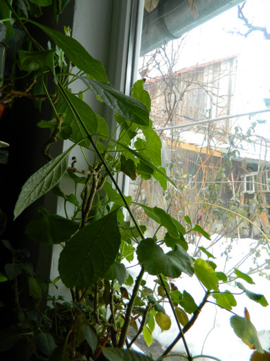 DSCN3671 - DECEMBRIE 2012