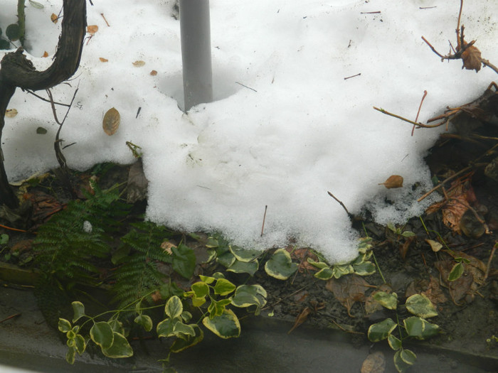 DSCN3673 - DECEMBRIE 2012