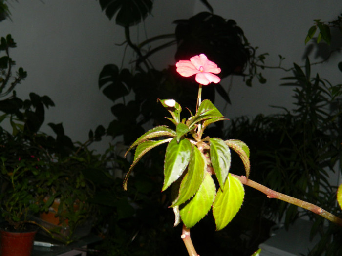 DSCN3676 - DECEMBRIE 2012