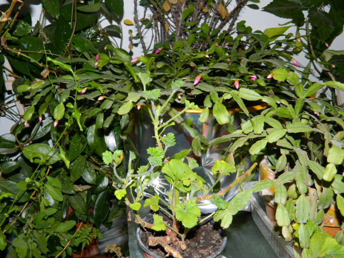 DSCN3679 - DECEMBRIE 2012