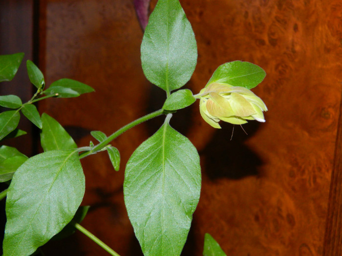 DSCN3682 - DECEMBRIE 2012