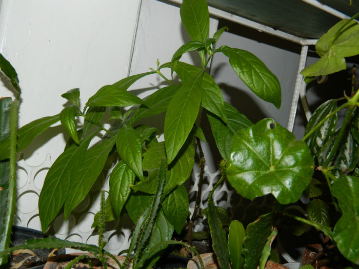 DSCN3686 - DECEMBRIE 2012