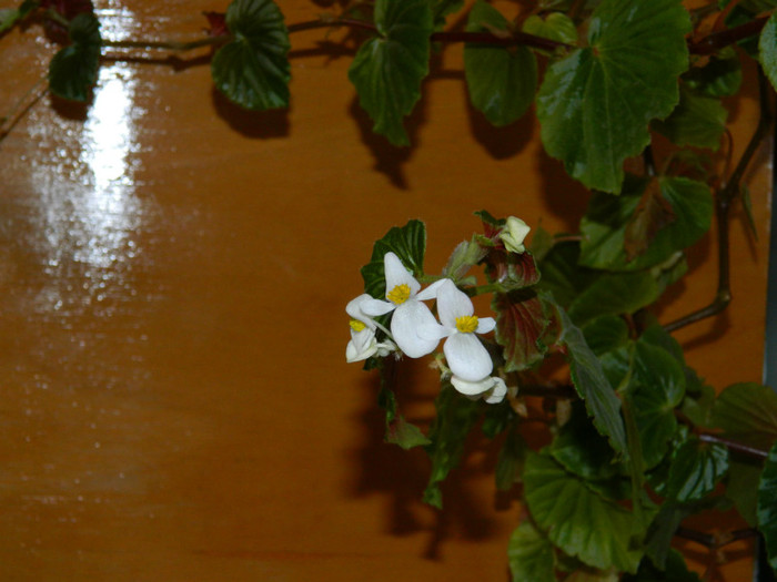 DSCN3696 - DECEMBRIE 2012