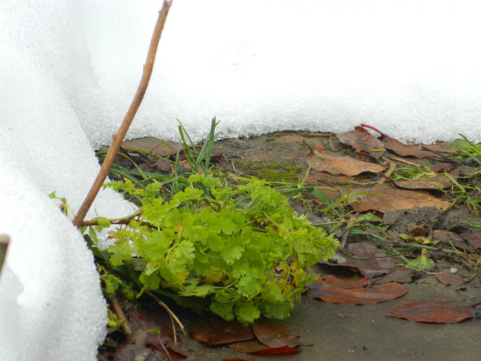 DSCN3722 - DECEMBRIE 2012