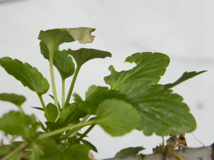 DSCN3729 - DECEMBRIE 2012