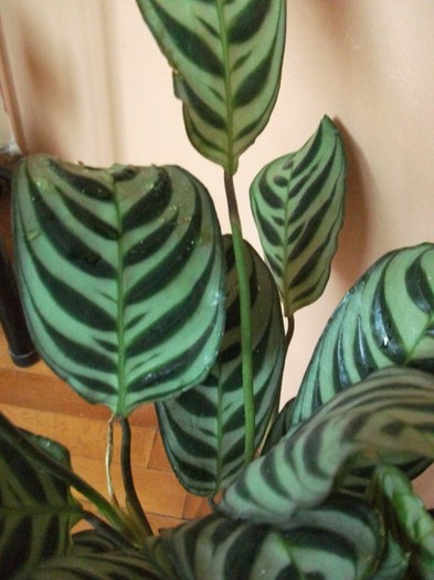 picture 438 - Calathea