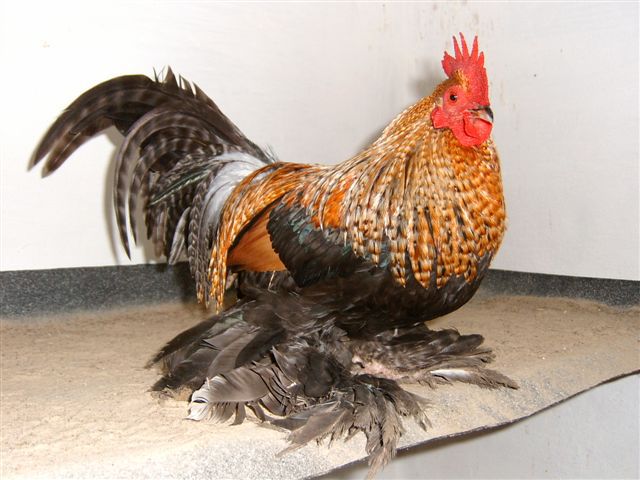 Kennfarbing - 6 Varietati culoare Mii de Flori