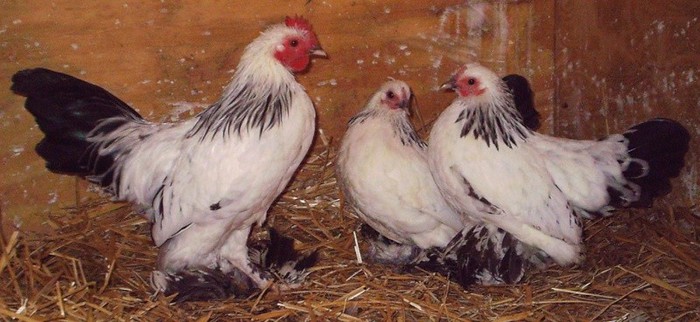 herminat deschis - 6 Varietati culoare Mii de Flori