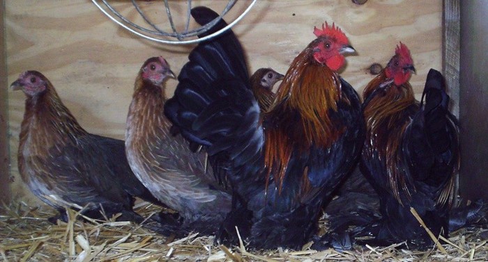 potarnichiu - 6 Varietati culoare Mii de Flori