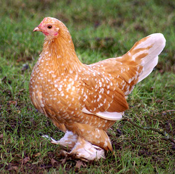 galben-alb - 6 Varietati culoare Mii de Flori