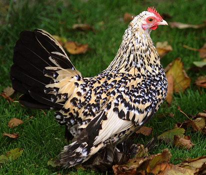 alb-negru - 6 Varietati culoare Mii de Flori