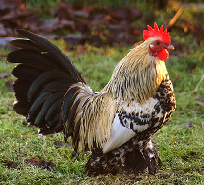 alb-negru - 6 Varietati culoare Mii de Flori