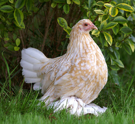 galben-alb - 6 Varietati culoare Mii de Flori