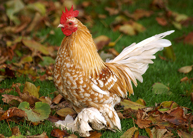 galben-alb - 6 Varietati culoare Mii de Flori