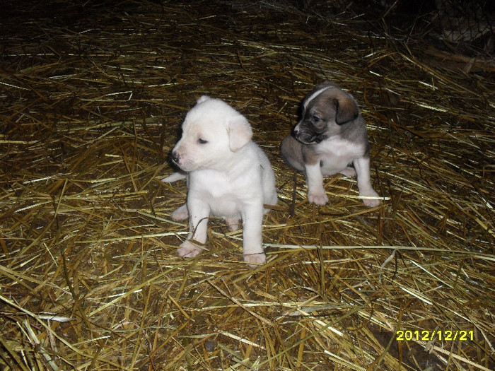 SAM_1573 - Machidoanca