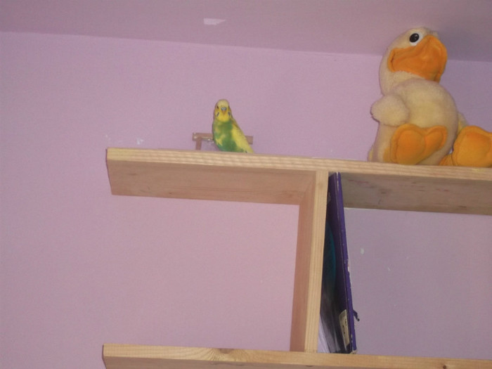 Roco ne intampina guraliv