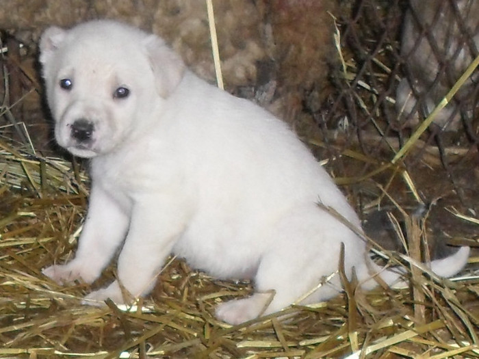 frunza - Machidoanca