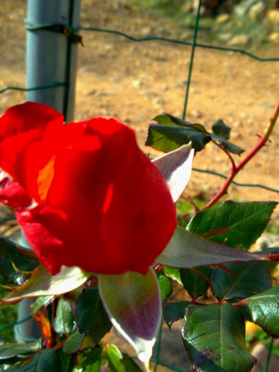 trandafirul de la casuta - Dedicatie pentru Mildred