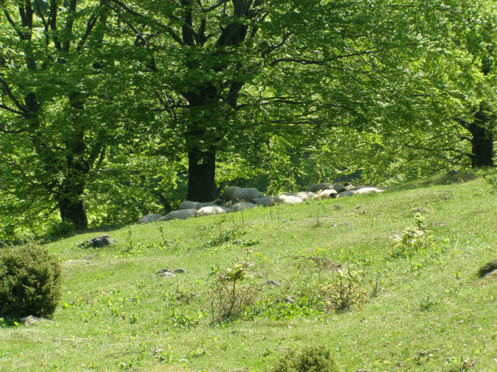 P5015203