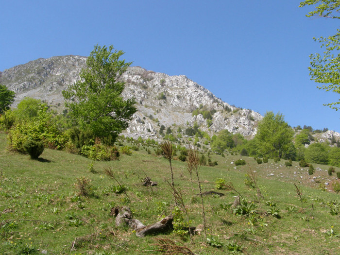 P5015206