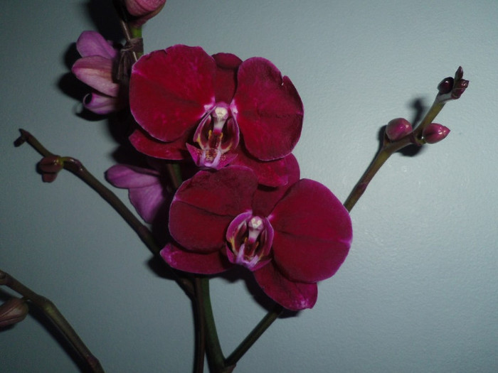 21 dec. 2012 - 2012 Orhidee