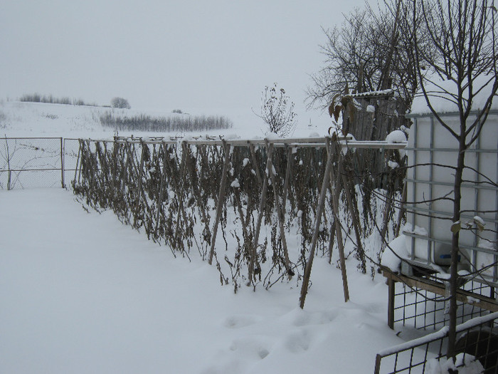 iarna in gradina - solarii decembrie 2012