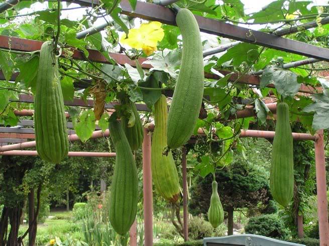 Castraveti luffa cylindrica,burete vegetali - De vanzare seminte -legume-mirodenii-flori-arbori